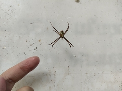 Argiope versicolor