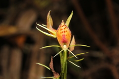 Cryptostylis javanica