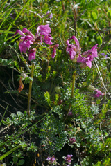 Pedicularis rostratocapitata