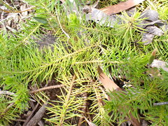 Persoonia chamaepitys