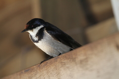Hirundo albigularis