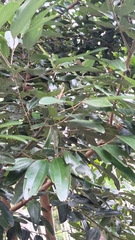 Cinnamomum