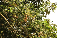 Neochevalierodendron stephanii image