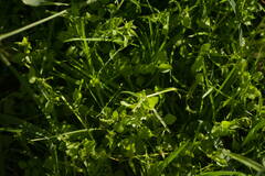 Stellaria media