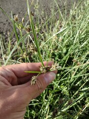 Cyperus stoloniferus