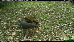 Leucosarcia melanoleuca