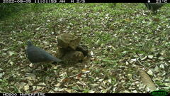 Leucosarcia melanoleuca