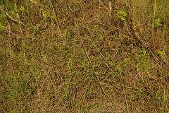 Melinis minutiflora