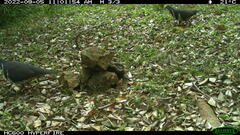 Leucosarcia melanoleuca