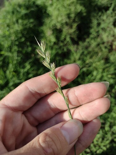 Lolium multiflorum observed 2022-10-29