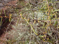 Acacia nyssophylla