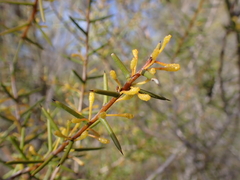 Acacia nyssophylla