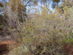 Acacia nyssophylla