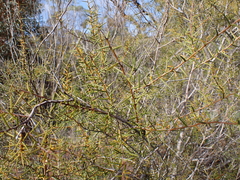 Acacia nyssophylla
