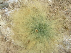 Sporobolus nebulosus