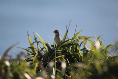 Cincloramphus timoriensis