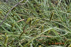 Carex rostrata