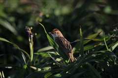 Cincloramphus timoriensis