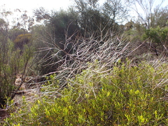 Austrostipa elegantissima