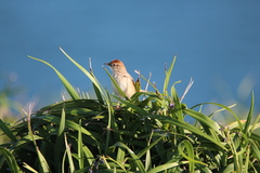 Cincloramphus timoriensis