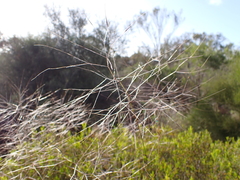 Austrostipa elegantissima