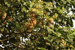 Neochevalierodendron stephanii