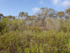 Austrostipa elegantissima
