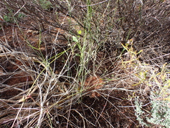Austrostipa elegantissima