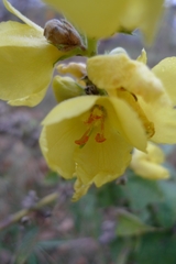 Verbascum phlomoides