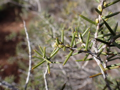 Acacia nyssophylla