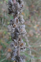 Verbascum phlomoides
