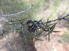 Acacia nyssophylla