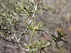 Acacia nyssophylla