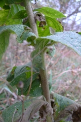 Verbascum phlomoides