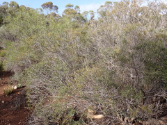 Acacia nyssophylla