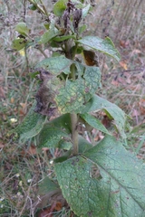 Verbascum phlomoides