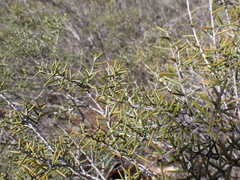 Acacia nyssophylla