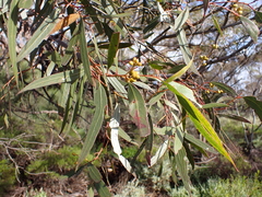 Eucalyptus oleosa