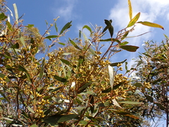Eucalyptus oleosa