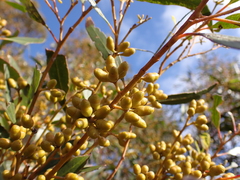 Eucalyptus oleosa