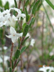 Pimelea phylicoides