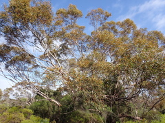 Eucalyptus oleosa