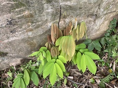 Millettia pachycarpa