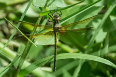 Syncordulia gracilis