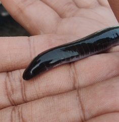 Gymnophiona