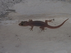 Hemidactylus brookii