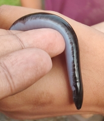 Gymnophiona