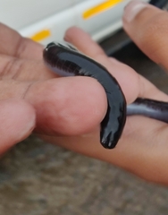 Gymnophiona
