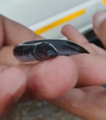 Gymnophiona