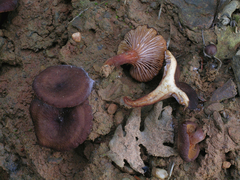 Lactarius serifluus
